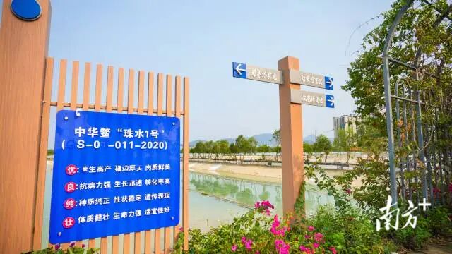 【绿卡资讯】绿卡实业：一塘鳖种，三十载深耕